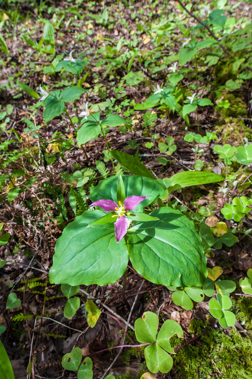 Imagem de Trillium ovatum Pursh