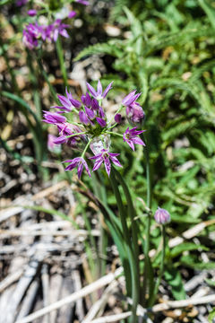 Image of twincrest onion