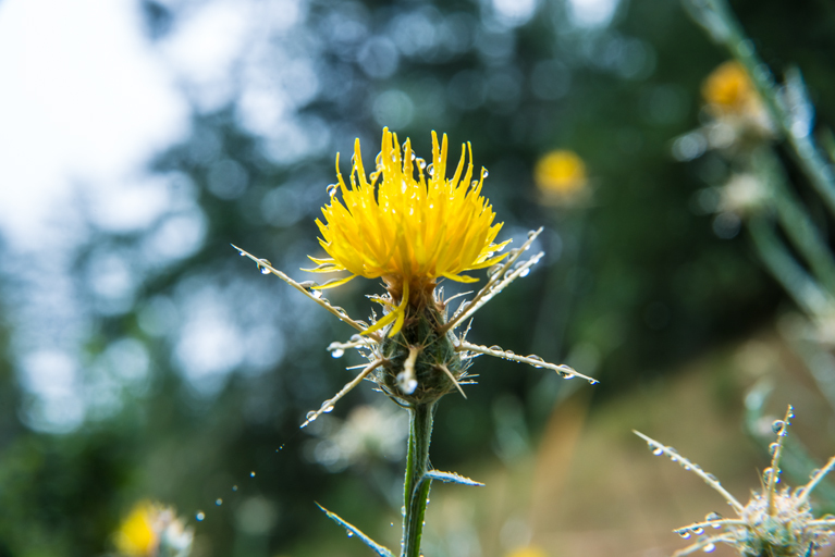 Image of yellow star-thistle