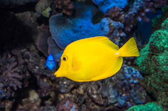 Image of Lemon Sailfin