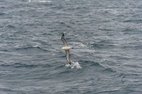 Image of Thalassarche cauta steadi Falla 1933