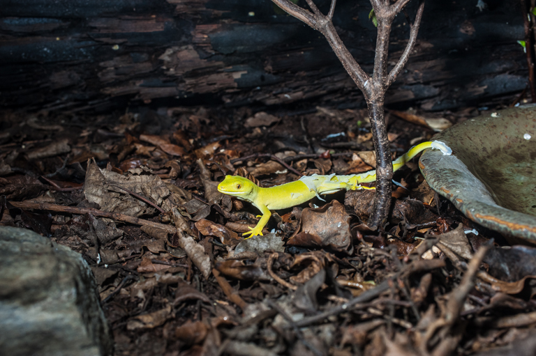 Image of Common Green Gecko