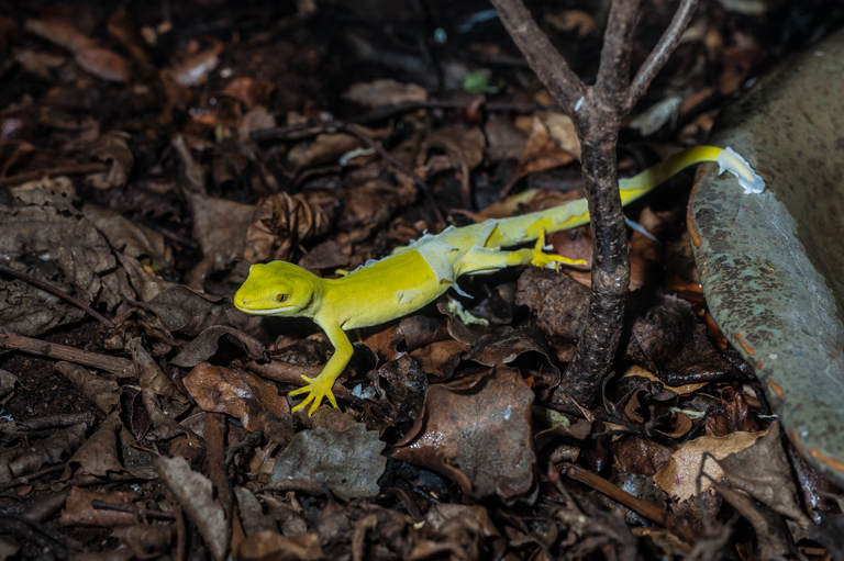 Image of Common Green Gecko