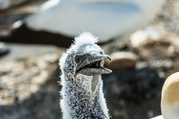 Image of Australasian Gannet