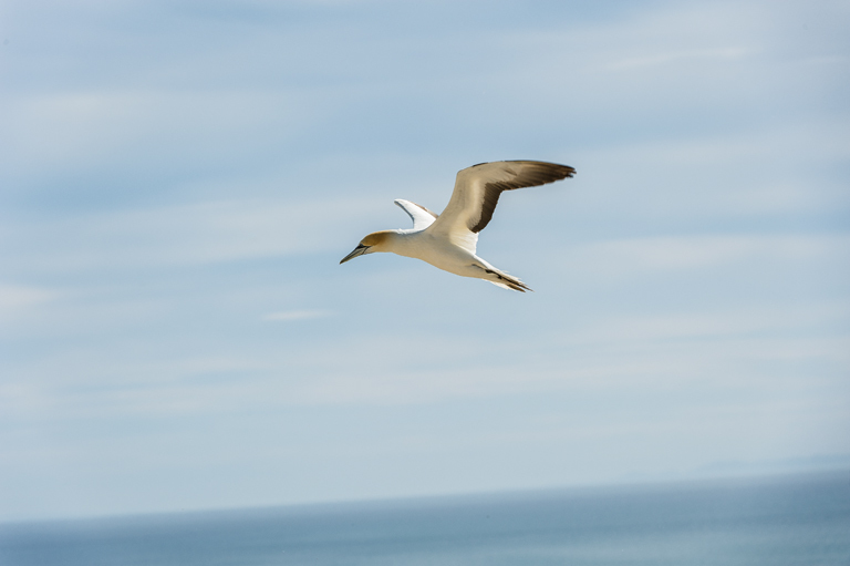 Image of Australasian Gannet