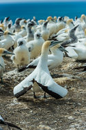 Image of Australasian Gannet