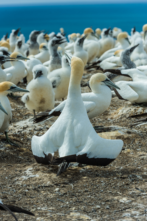 Image of Australasian Gannet