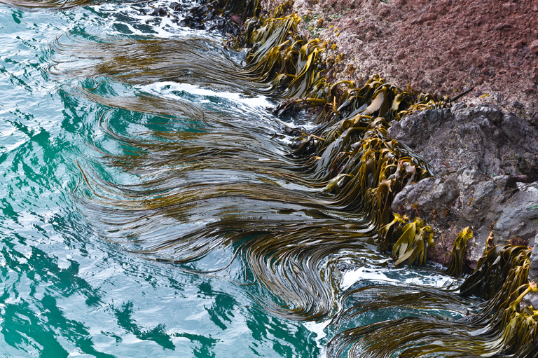 Image of New Zealand bull kelp