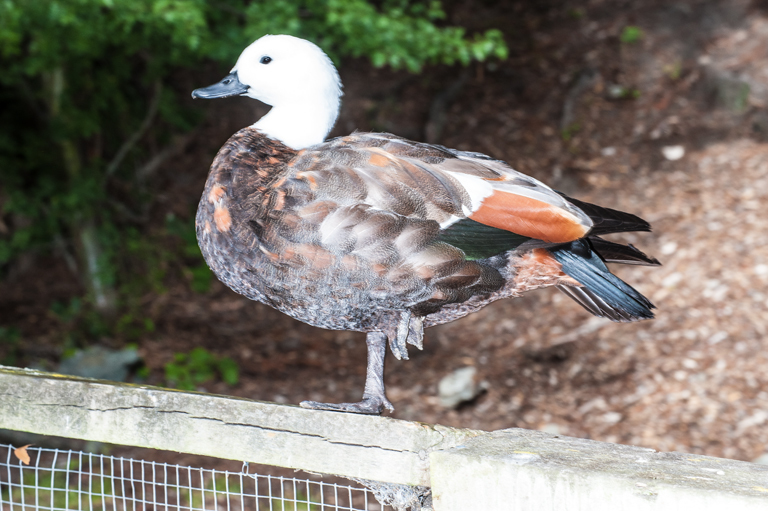 Image of Paradise Shelduck