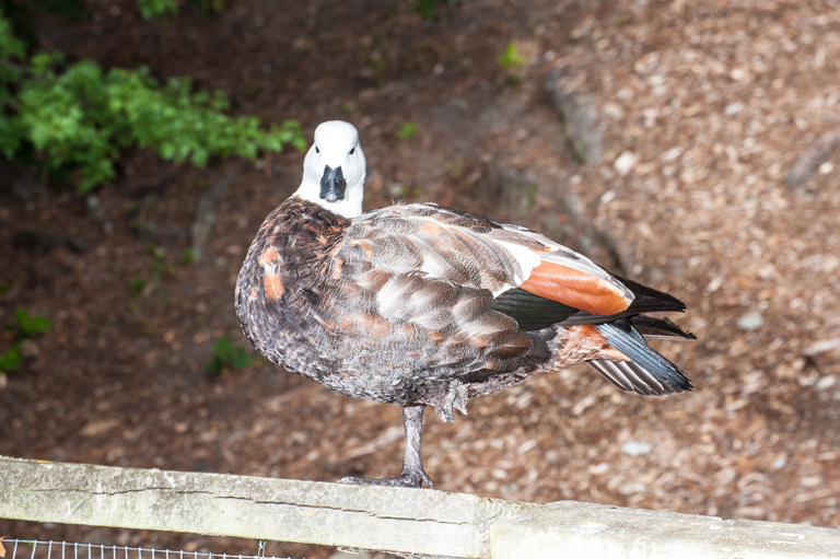 Image of Paradise Shelduck