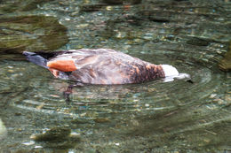 Image of Paradise Shelduck