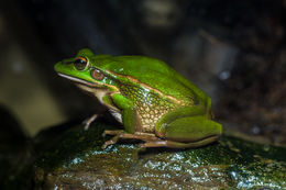 Image de <i>Litoria aurea</i>