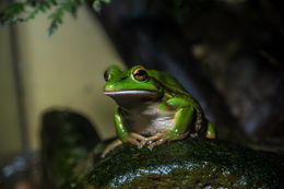 Image of <i>Litoria aurea</i>