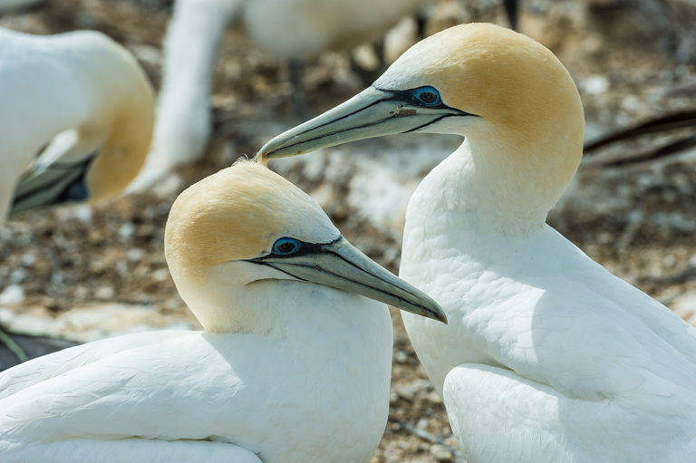 Image of Australasian Gannet