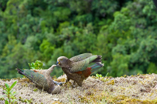 Image of Kea