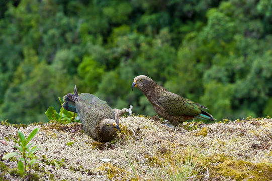 Image of Kea