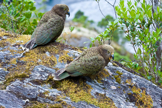 Image of Kea