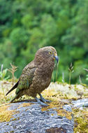 Image of Kea