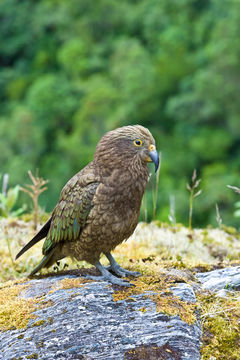 Image of Kea