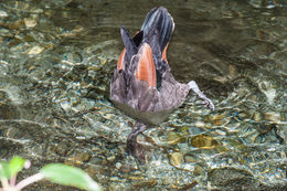 Image of Paradise Shelduck