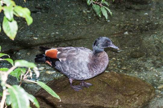 Image of Paradise Shelduck