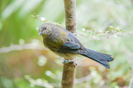 Image of Bellbird