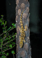 Image of Gray's Sticky-toed Gecko