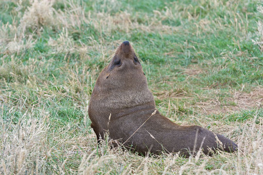 Image of Antipodean Fur Seal