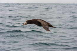 Image of Hall's Giant-Petrel