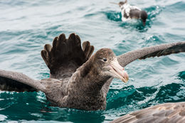 Image of Hall's Giant-Petrel