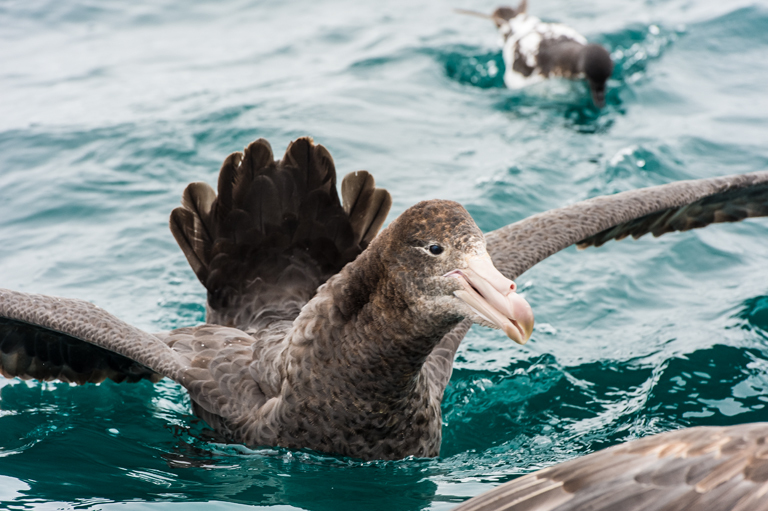 Image of Hall's Giant-Petrel