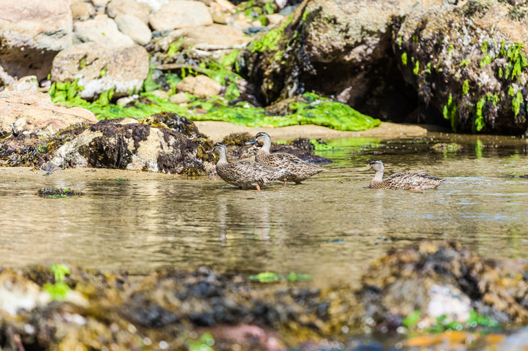 Image of Grey Duck