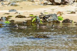 Image of Grey Duck