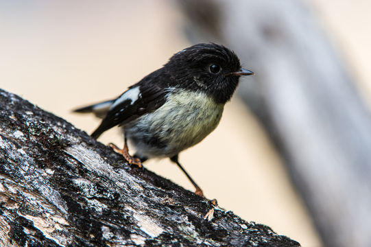 Image of New Zealand Tomtit