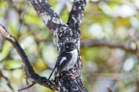 Image of New Zealand Tomtit