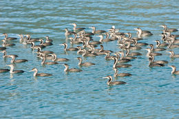 Image of Spotted Shag