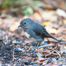 Image of New Zealand Robin