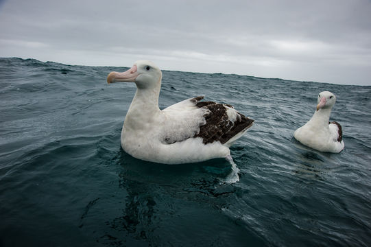 Image of Wandering albatross