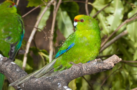 Image of Yellow-crowned Kakariki