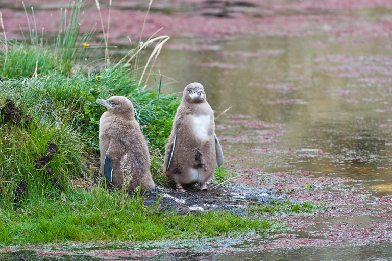 Image of Yellow eyed penguin