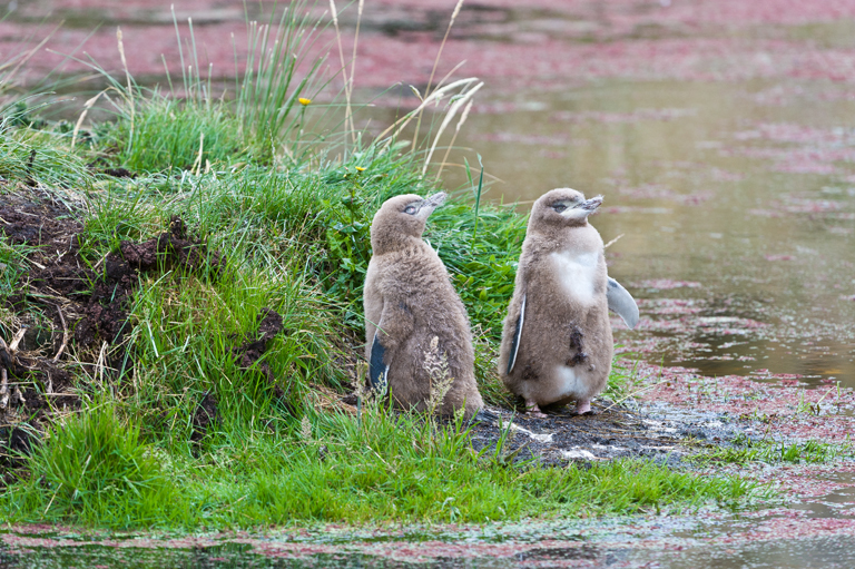 Image of Yellow eyed penguin