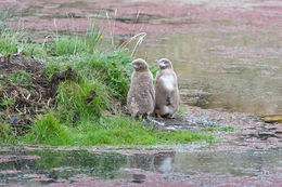 Image of Yellow eyed penguin