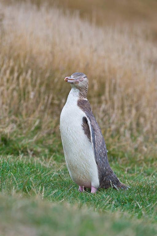 Image of Yellow eyed penguin