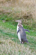 Image of Yellow eyed penguin