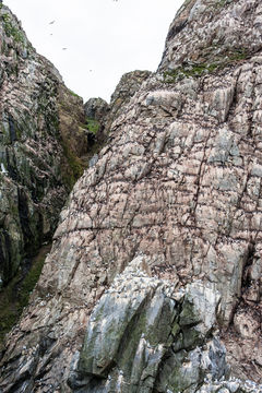 Image of Common Guillemot