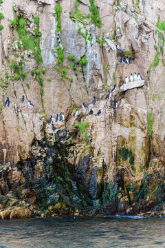 Image of Common Guillemot