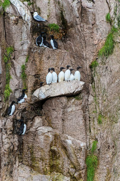 Image of Common Guillemot