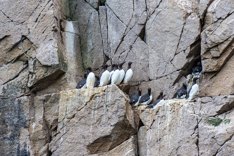 Image of Common Guillemot