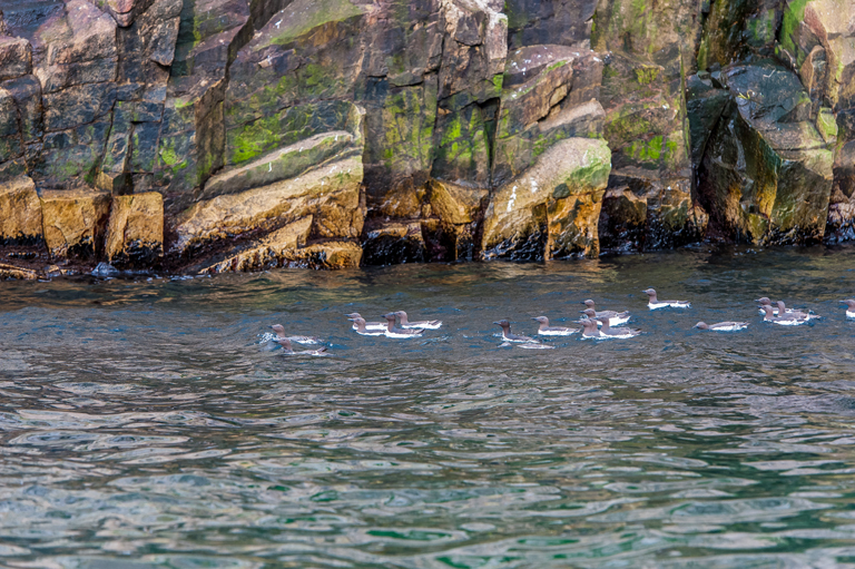 Image of Common Guillemot