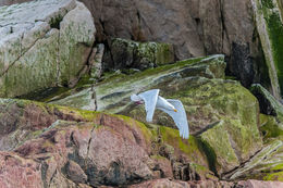 Image of Glaucous Gull